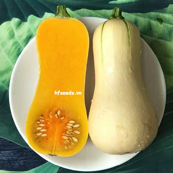 Gói 10 hạt giống bí bơ Waldo - hạt giống F1 Mỹ