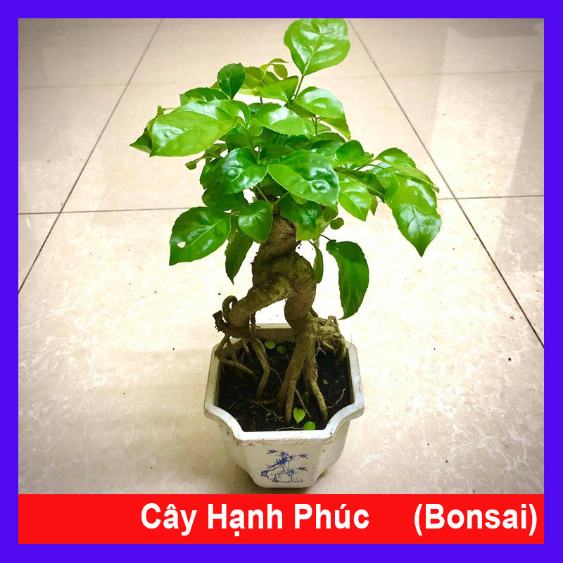 Cây hạnh phúc bonsai cao 25-30cm - Cây cảnh để bàn + tặng phân bón