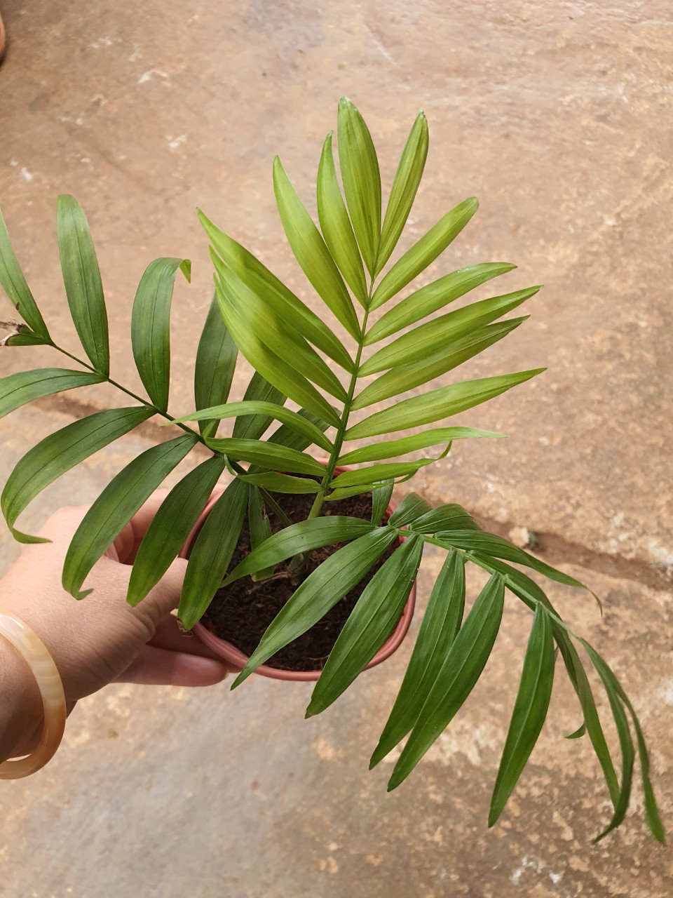 Cau tiểu trâm. chậu nhỏ.