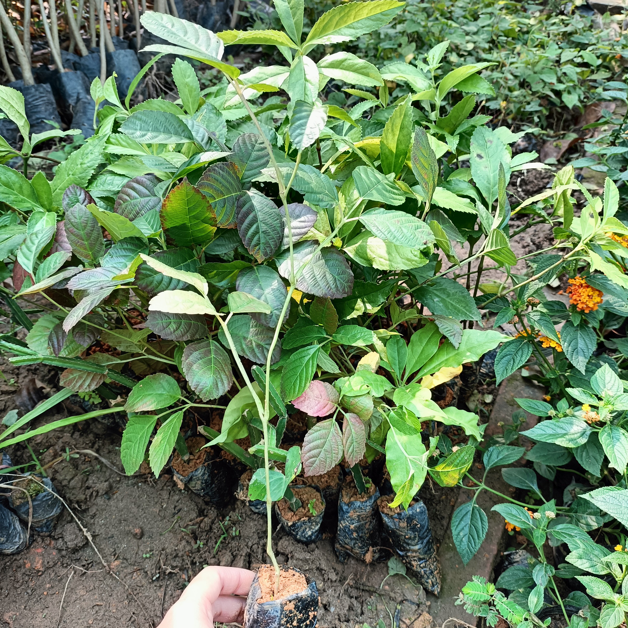 Cây giống gối hạc