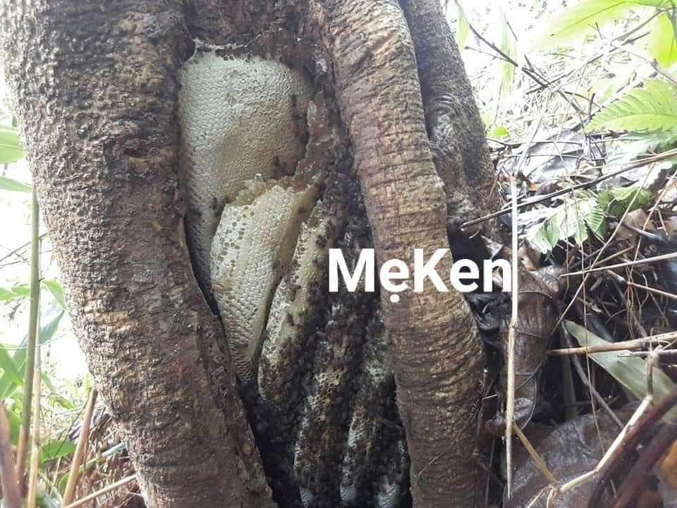 MẬT ONG RỪNG NGUYÊN CHẤT MẸ KEN- 1 LÍT