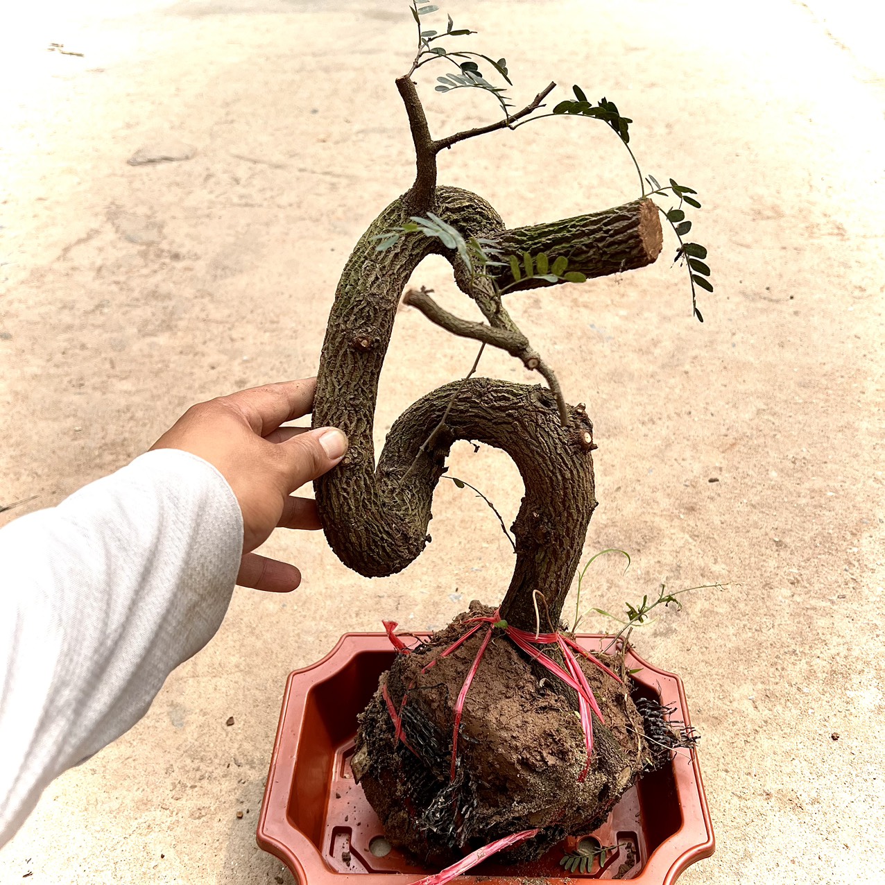 Cây me phôi bonsai (ảnh thật)
