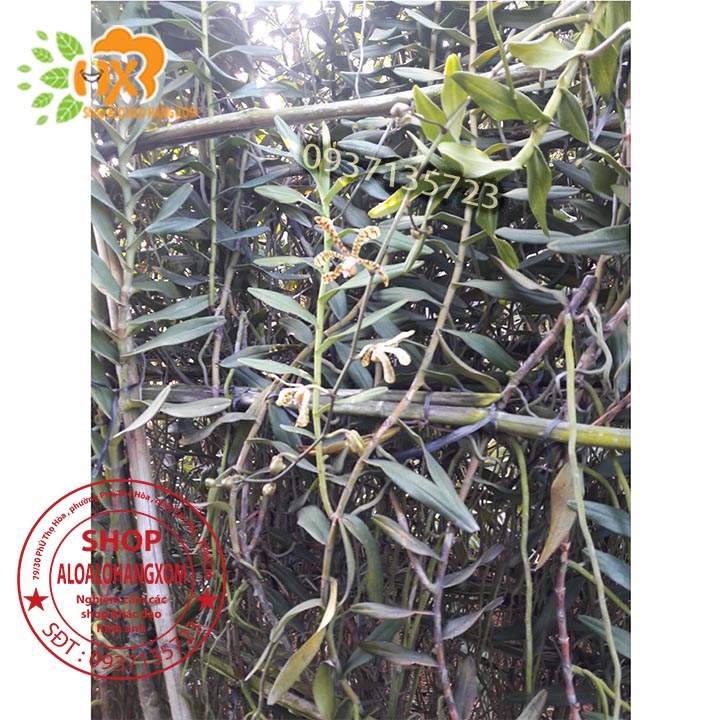 [HCM]COMBO 10 CÂY LAN BÒ CẠP RẰN CON