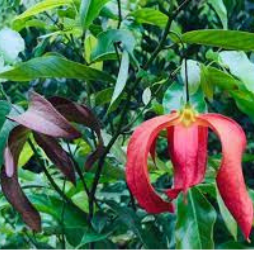 cây giống hoa dẻ thơm nức khắp xóm