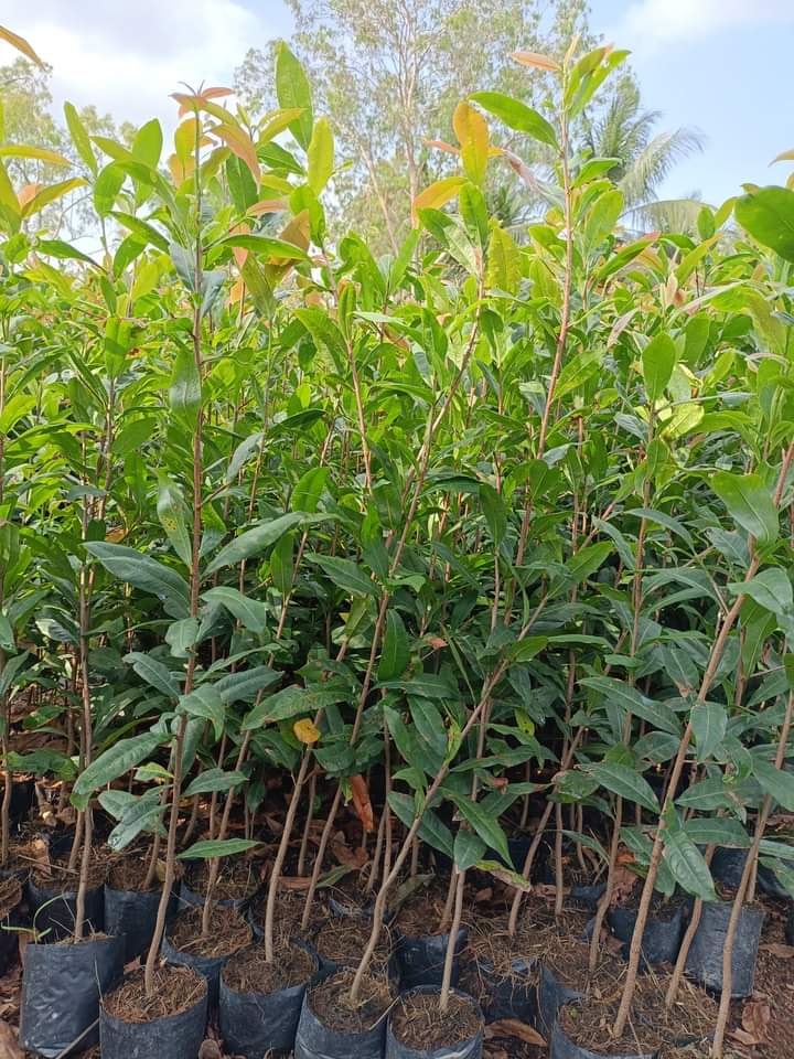 Hoa cúc mai 150 cánh_cây giống