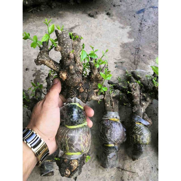 Cây Mai Chiếu Thủy Trung Nu
