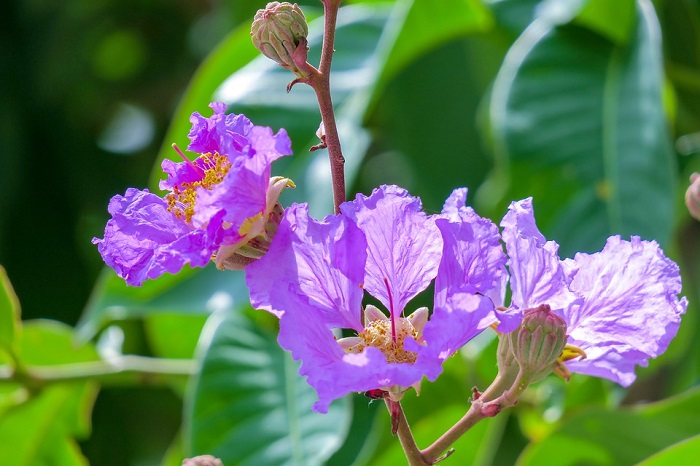 Cây Bằng lăng tím - cây giống