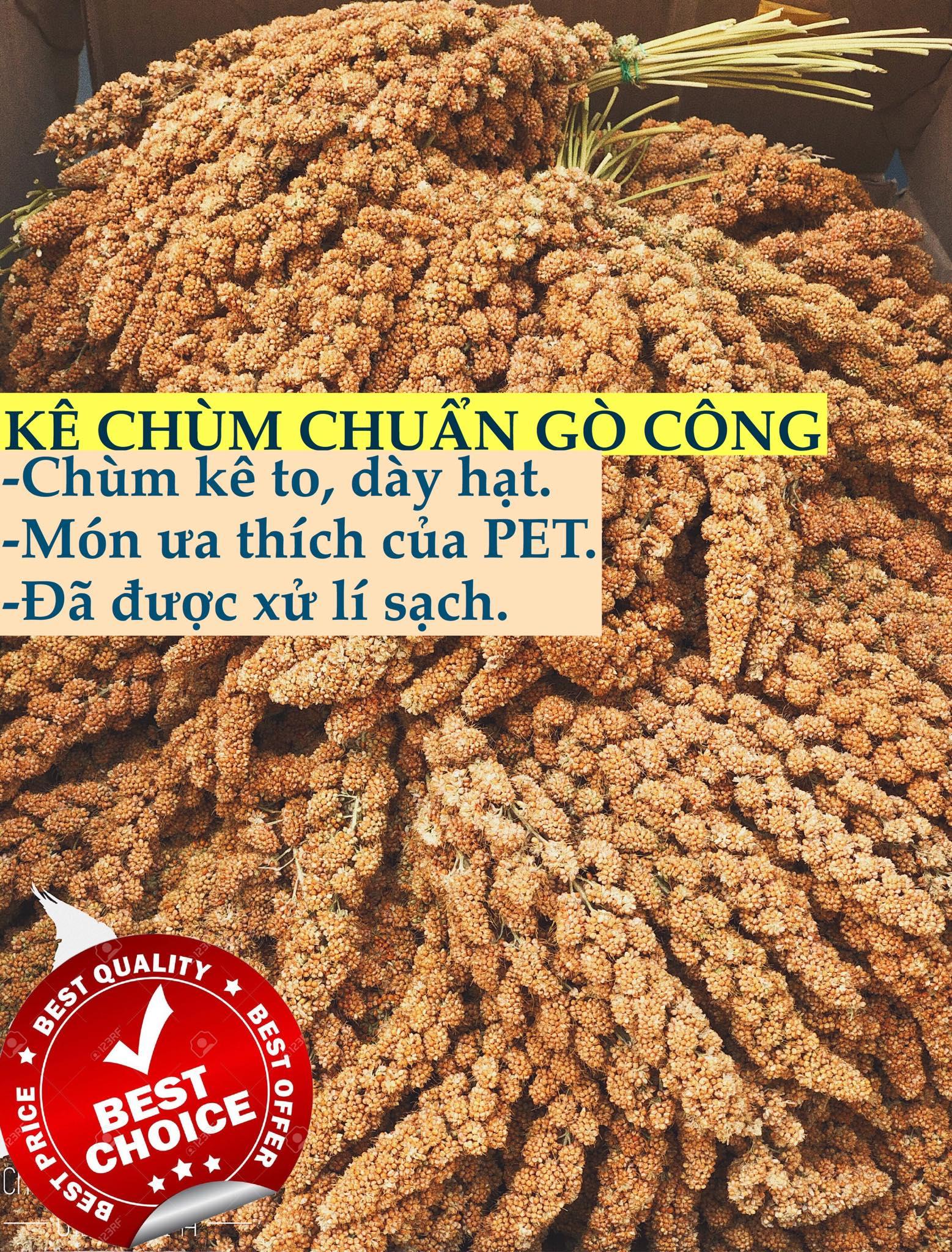 1kg kê chùm/kê bông [Spray Millet] cho Pet (Vẹt, Sóc, Hamster, Chim Cảnh) [thức ăn thú cưng]