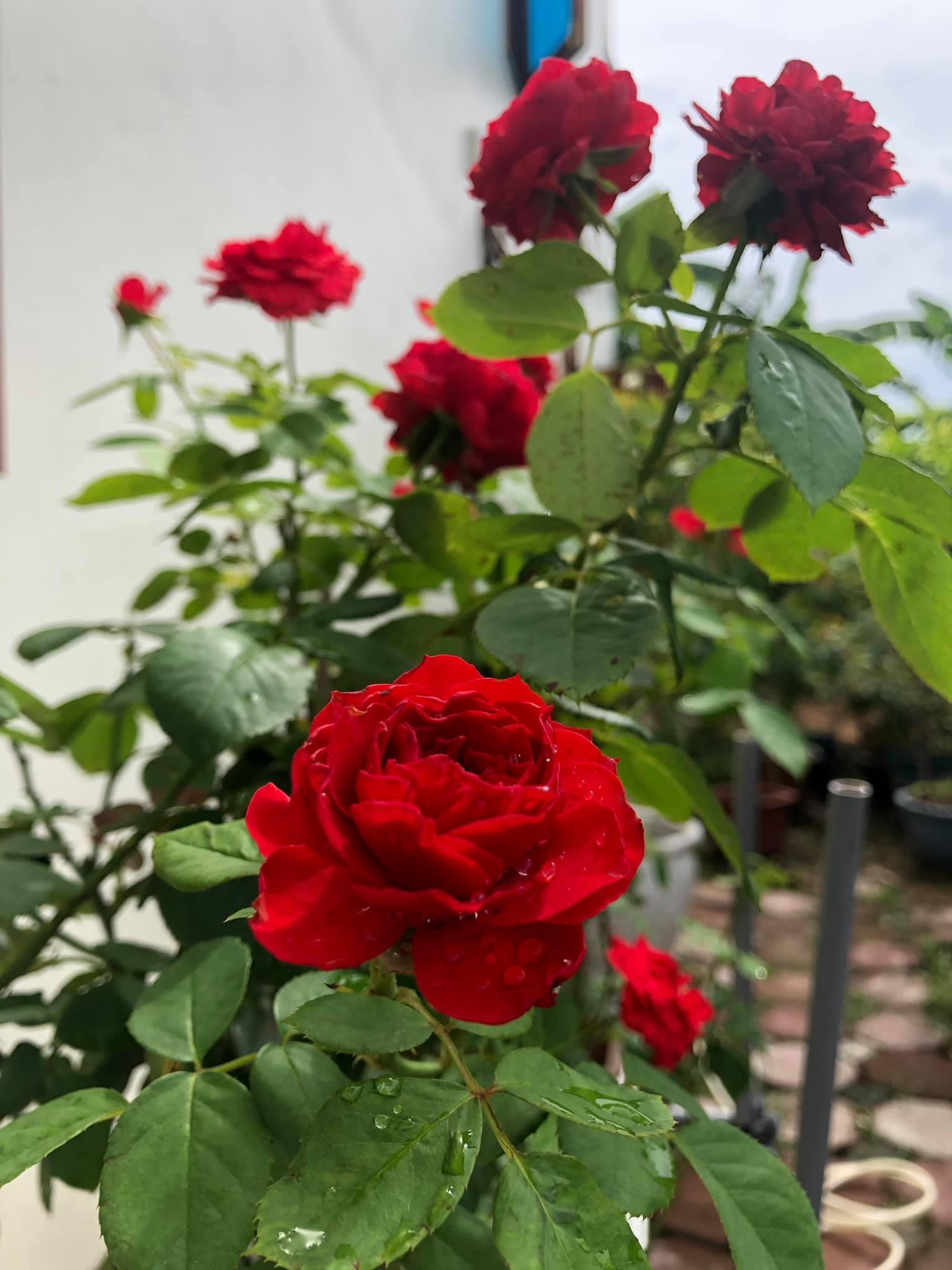 Hoa hồng Ngoại Red Apple Rose