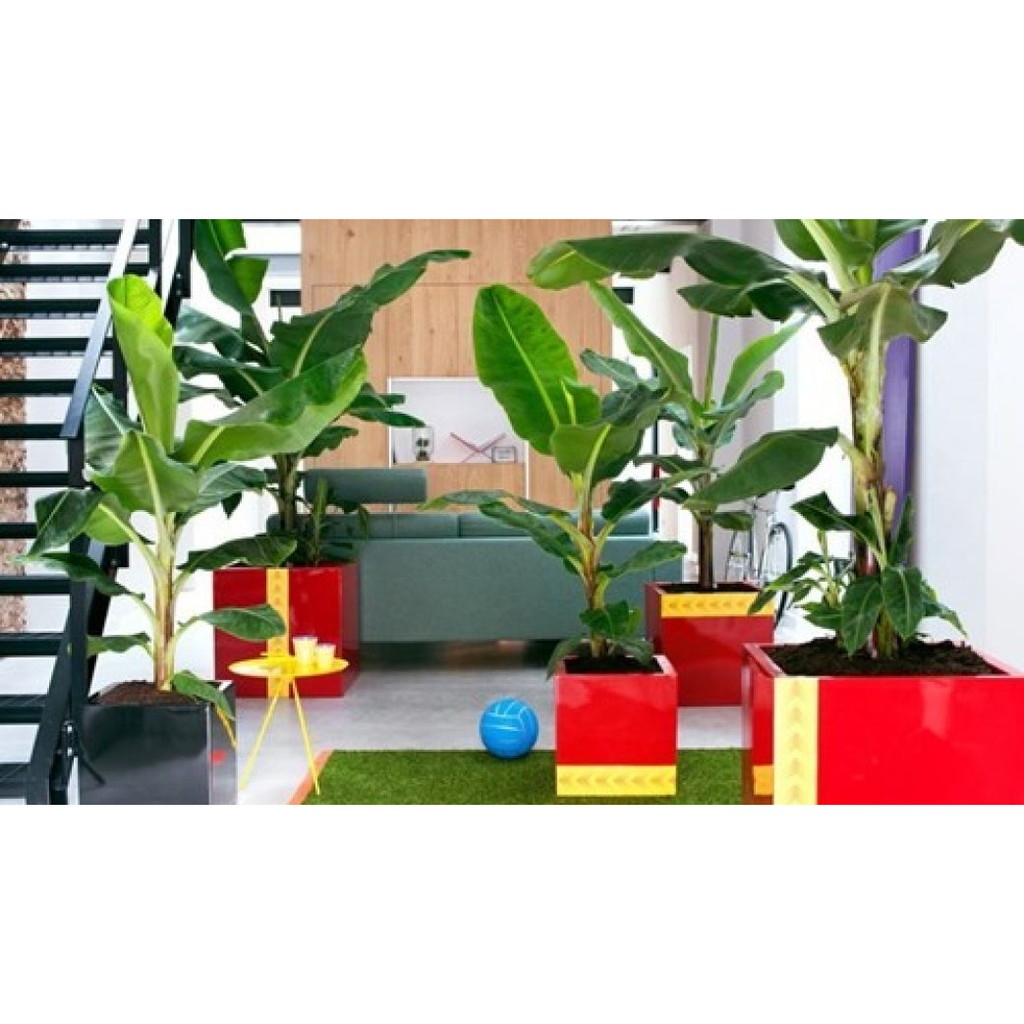 Hạt Giống Chuối Mini - 10 Hạt