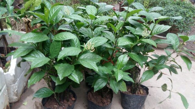 Cây hoa sói dùng để ướp trà