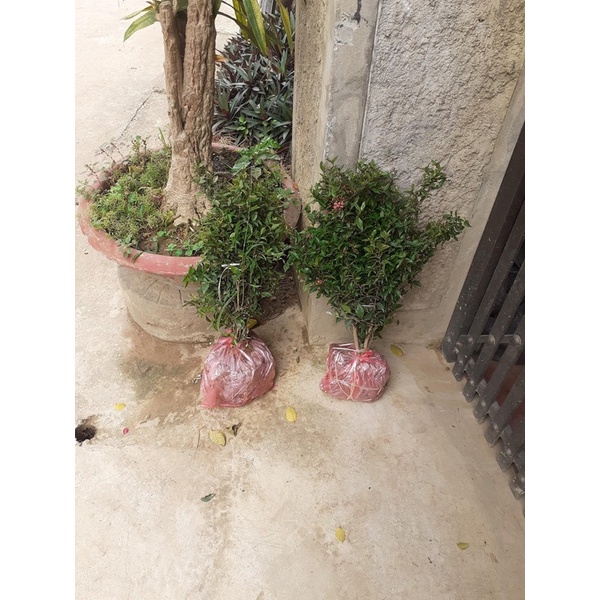CÂY HỒNG NGỌC MAI cao 40 cm