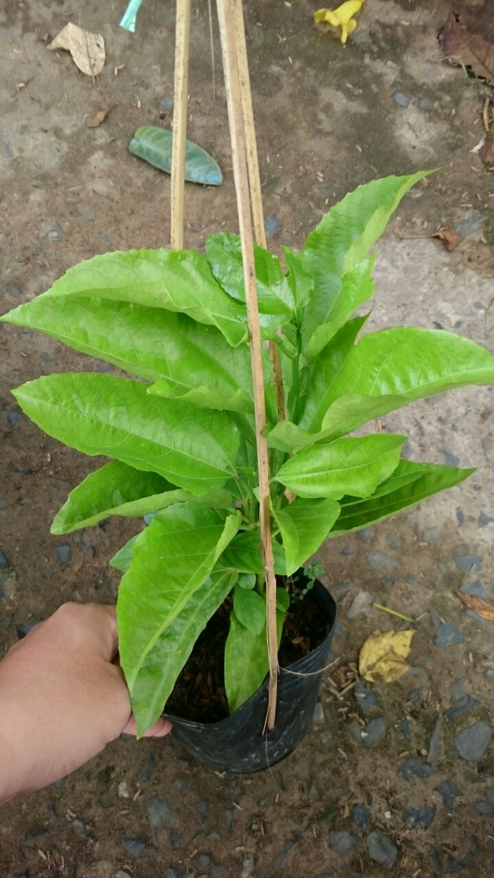 Chanh dây tím ( chanh leo )