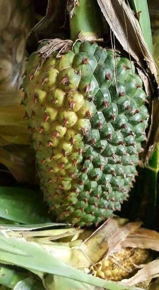 Trái dứa rừng khô (1kg)
