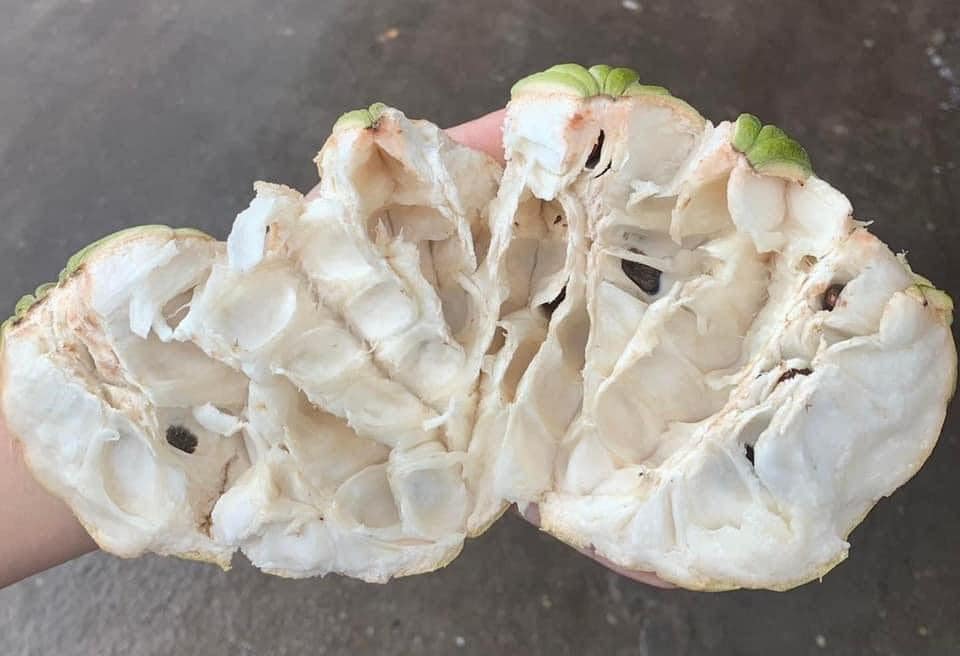 Na thái (Na nữ hoàng) Chỉ giao HN và HCM