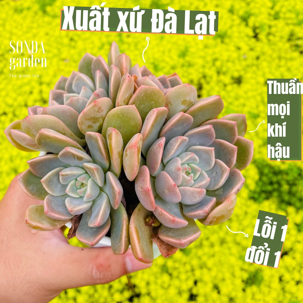 Sen đá hồng quế sonda garden size trung bình 10-12cm, cây cảnh trang trí nhà cửa, lỗi 1 đổi 1