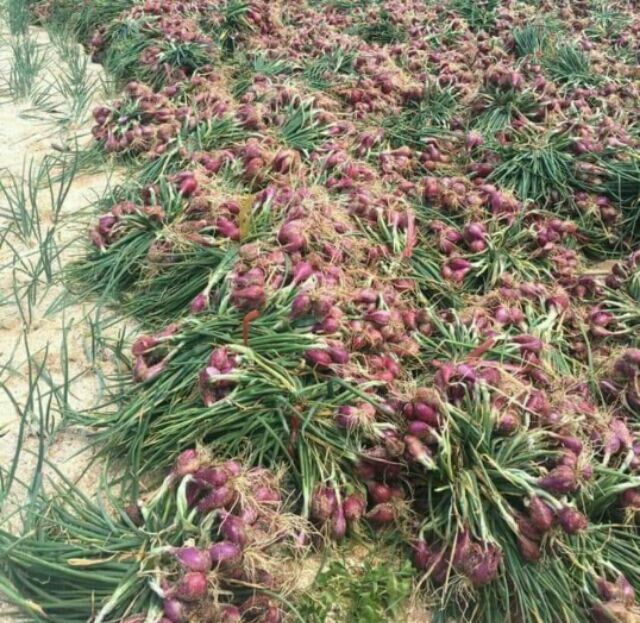 Hành tím chuẩn Huế 1kg