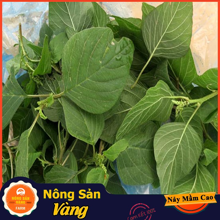 Rice beetroot vegetable seeds, Easy Care, heat preservation good health (pack of 20 grams)-shallow yellow