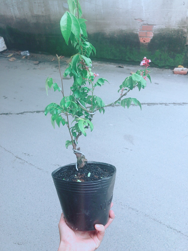 Cây Khế Bonsai