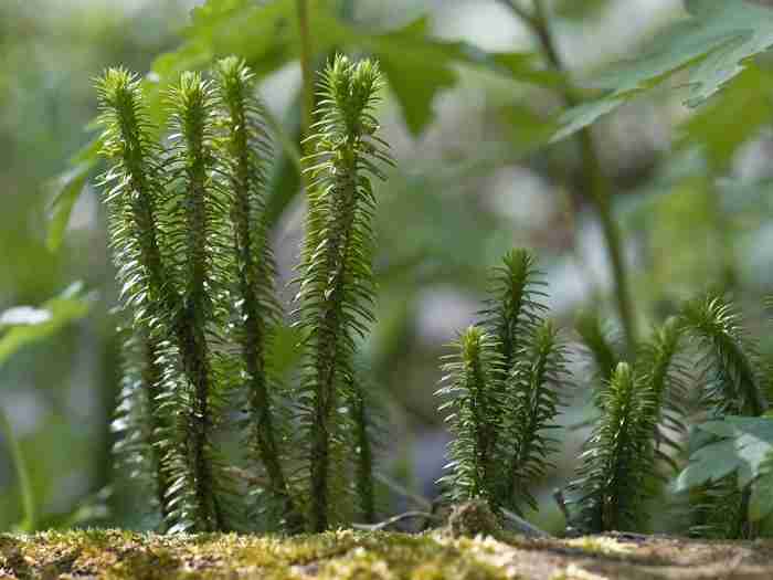 500g cây thông đất khô GT334
