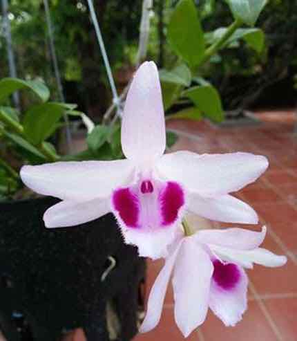 Hoa phong lan phi điệp mắt đỏ hoà bình siêu đẹp