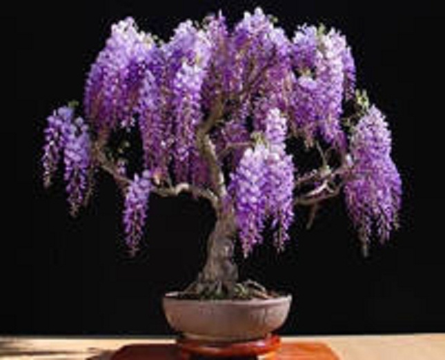 cây giống hoa tử đằng thân gỗ (tem chuẩn giống)