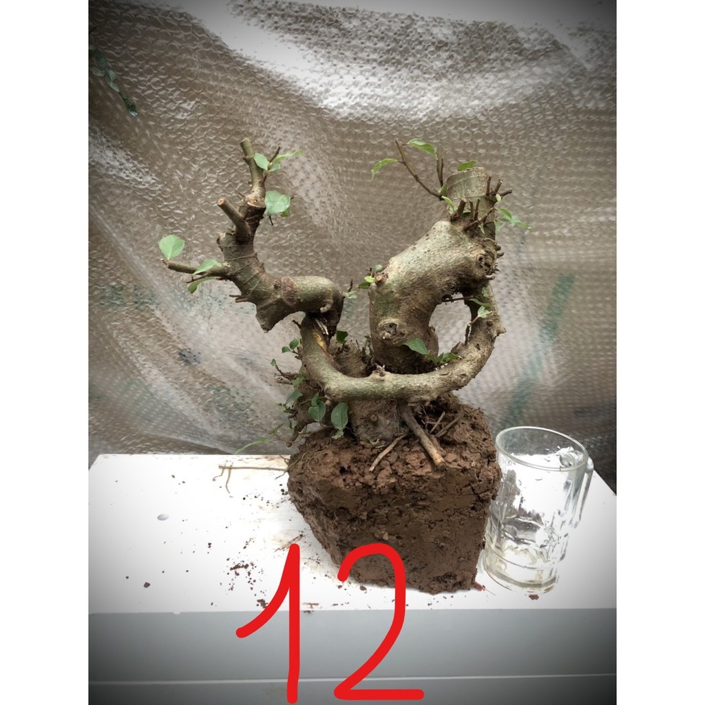 Cây sung bonsai phôi đánh số 1-20.