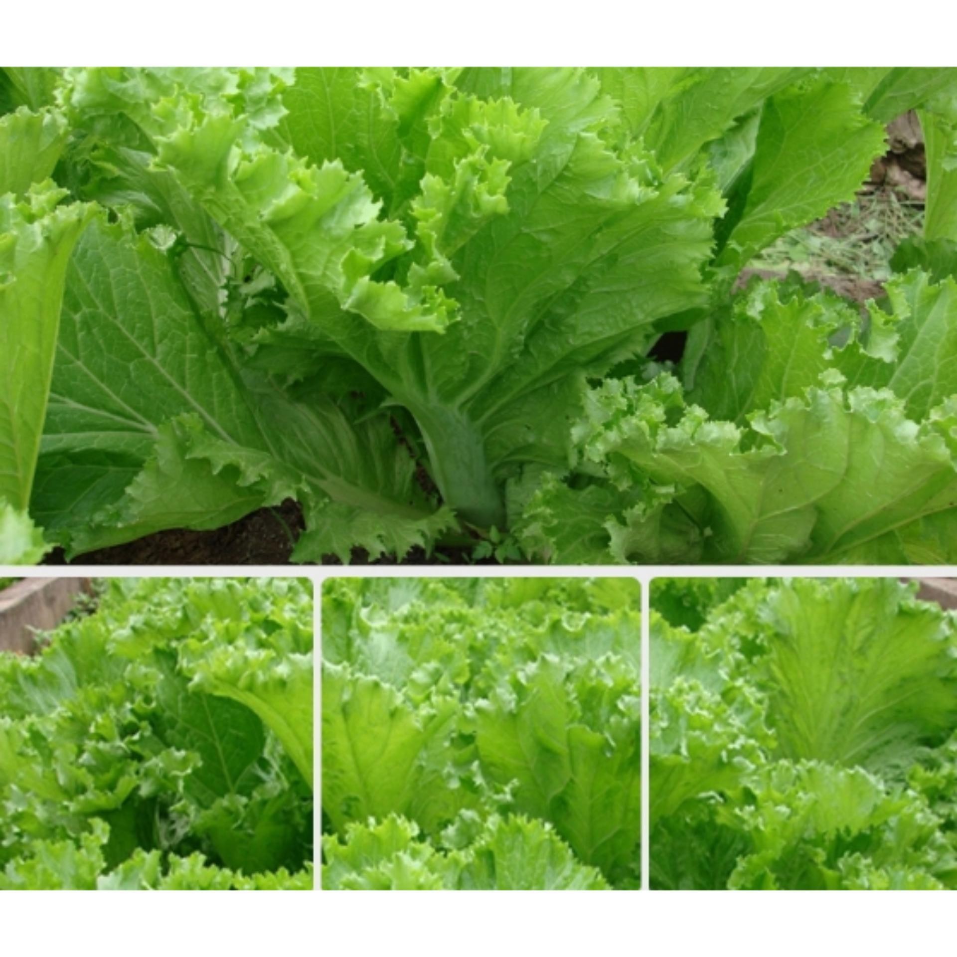 Cải Bẹ Dúng