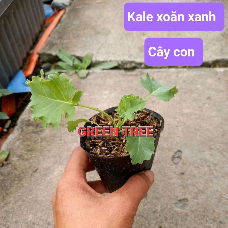 Cây giống cải kale xoăn xanh