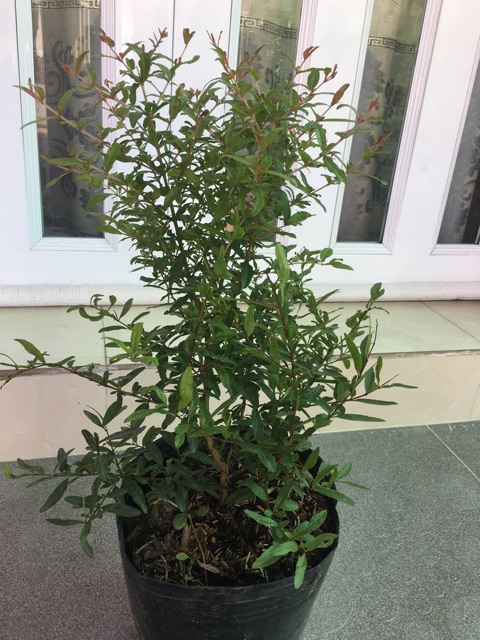 Cây lựu đỏ Mỹ 6 tháng cho trái