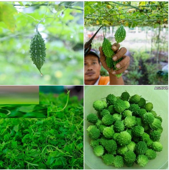 Túi 10 Hạt giống mướp đắng rừng
