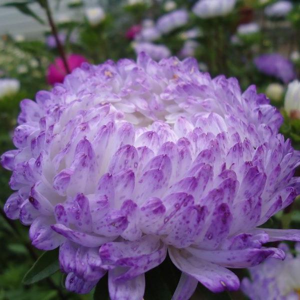 [Mới] - Hạt giống hoa cúc kim cương