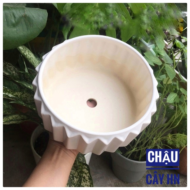 Ceramic staff plant bed table Bowl low interior shape bifurcylated cactus