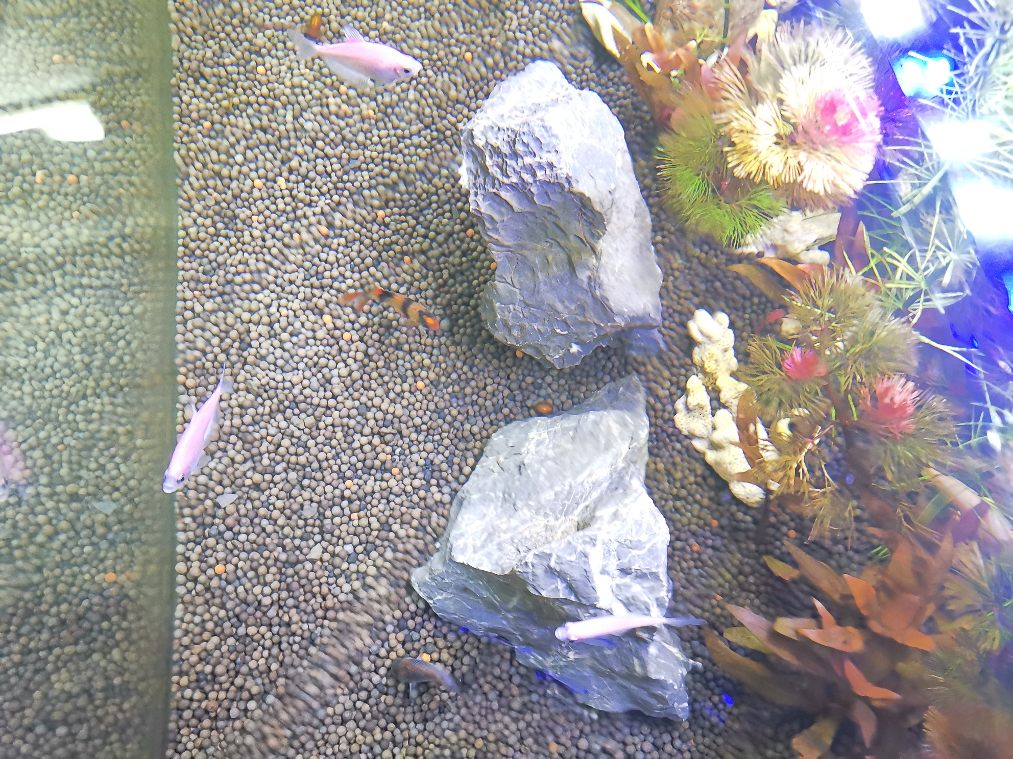 Phân nền thủy sinh Diamax Aqua (túi 2 Kg)