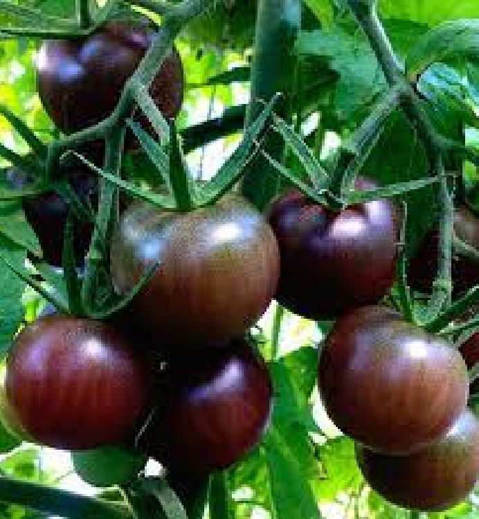 Hạt giống cà chua bi socola "30 hạt.Gói"