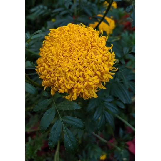 Hạt Giống Cúc Vạn Thọ Châu Phi - African Marigold - 50 Hạt