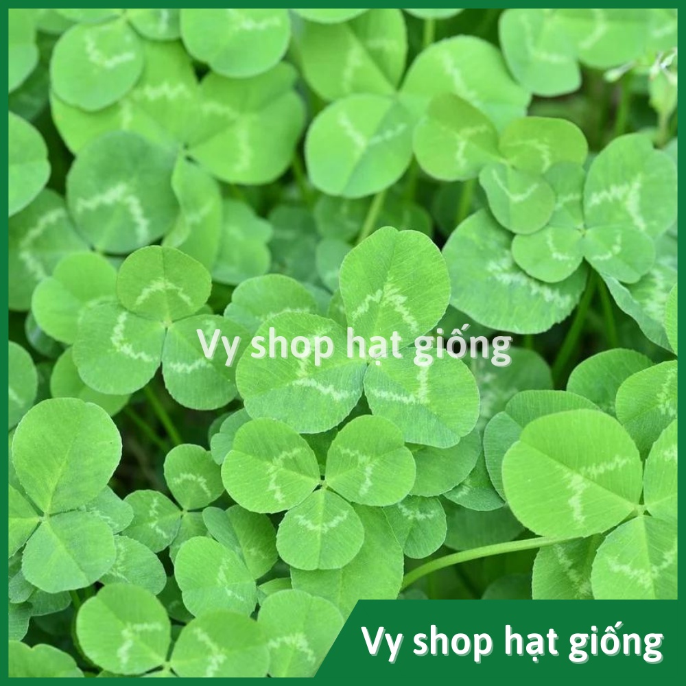 Hạt giống cỏ ba lá trắng (white clover) gói 200 hạt