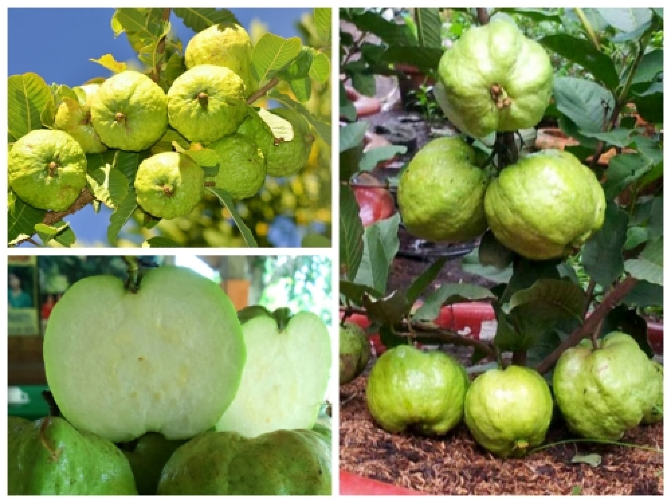 cây giống ổi nữ hoàng