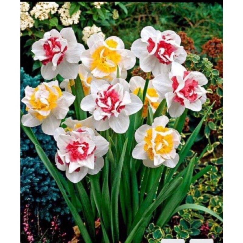 Củ hoa thủy tiên kép sỉ 4k (set 5 củ)