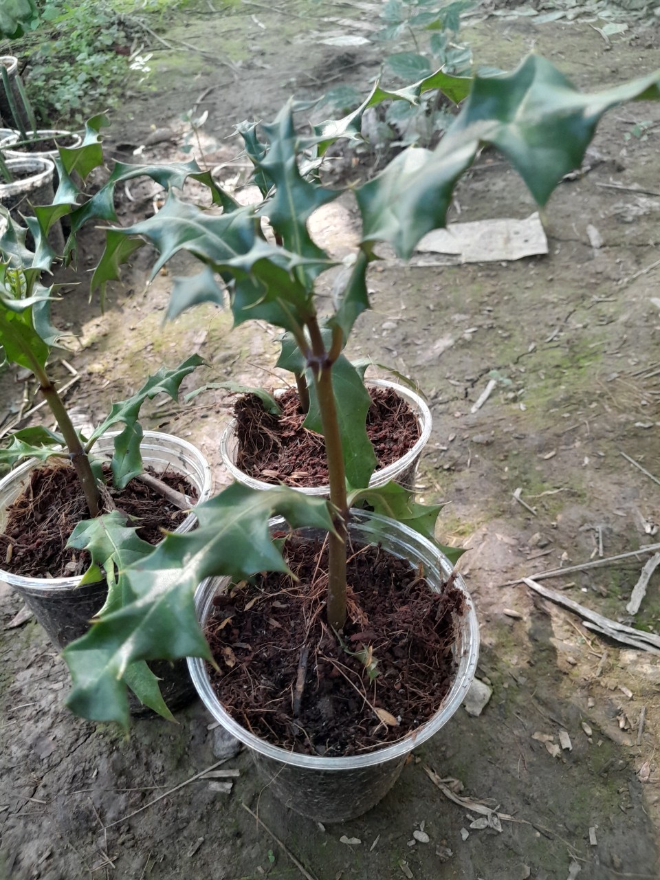 Cây Ô Rô giống, dùng làm dược liệu ( ô rô gai, ô rô hoa nhỏ, sơn ngưu bàng, cây ắc ó)
