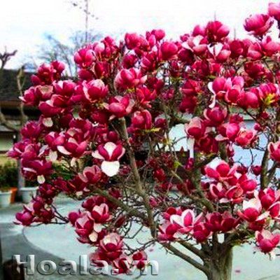 CÂY GIỐNG HOA MỘC LAN (MỚI)