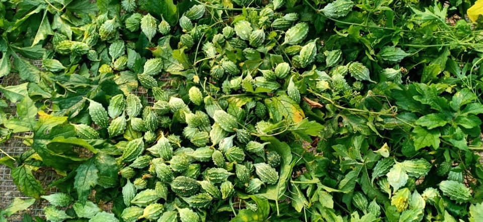 Tinh dầu quế nguyên chất 10ml