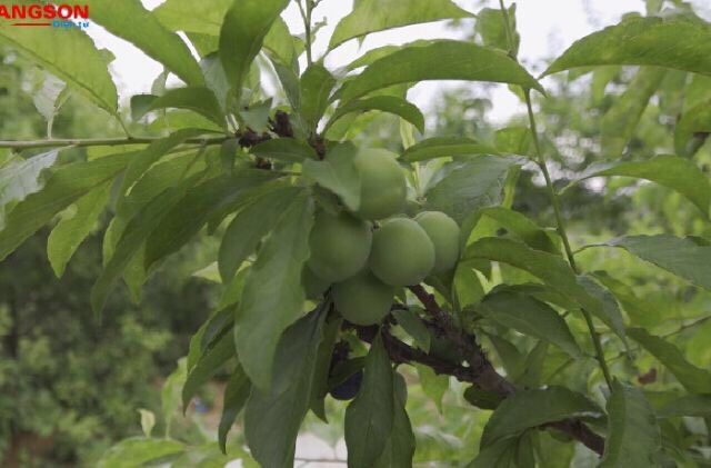 Cây Giống Mận Cơm.(Lạng Sơn)Cây Đẹp