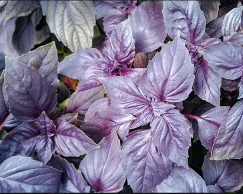 Hạt giống basil tím