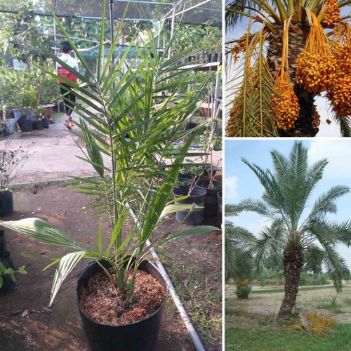 cây giống chà là thái