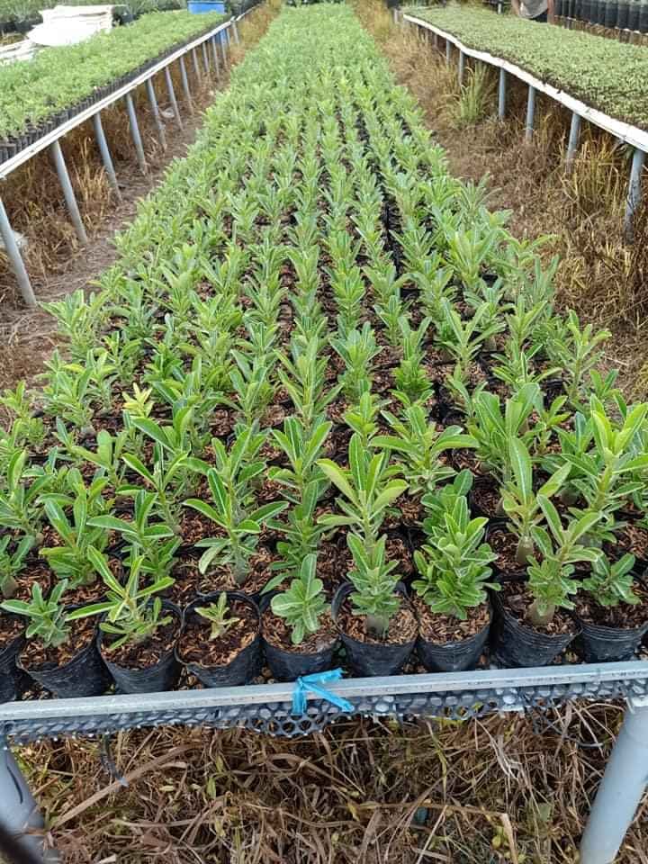[HCM]Cây sứ bo gieo hạt sứ con 15~20cm