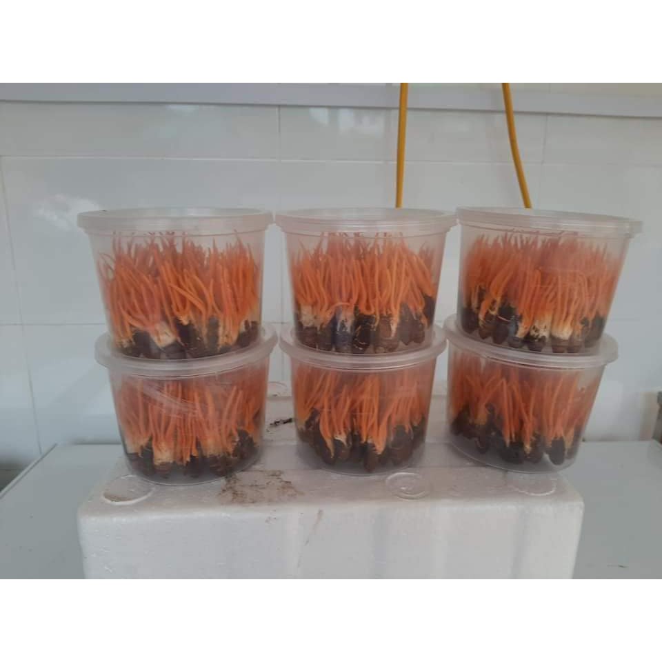 Combo 20 Con Đông Trùng Hạ Thảo Nguyên Con (2g/con)