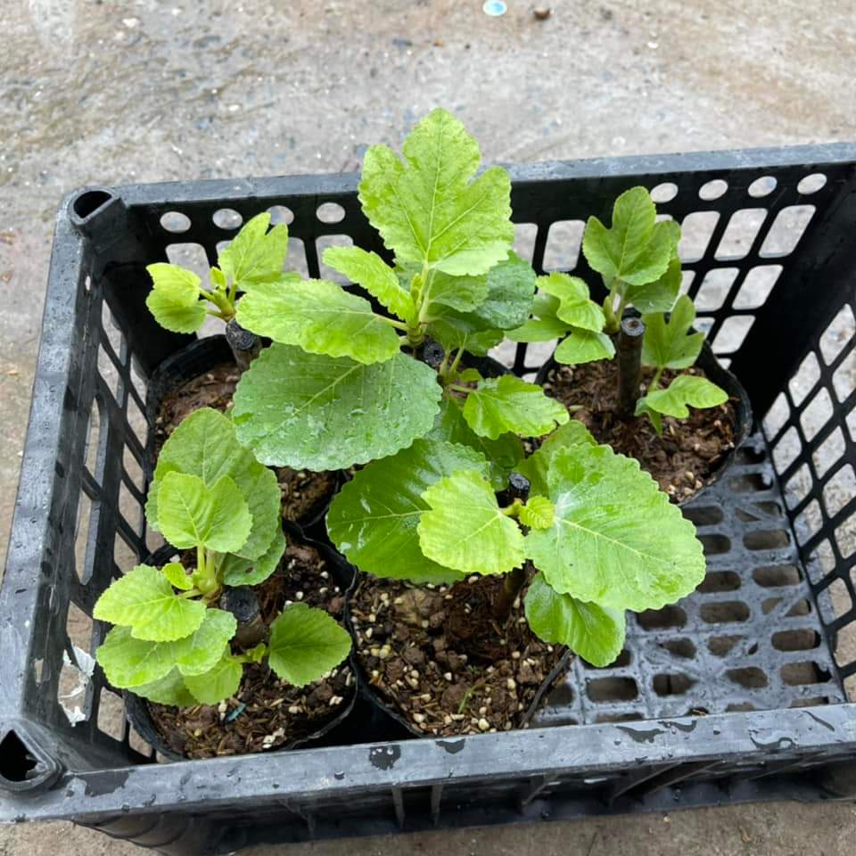 CÂY SUNG MỸ TRÁI VẰN ( CHUẨN GIỐNG)
