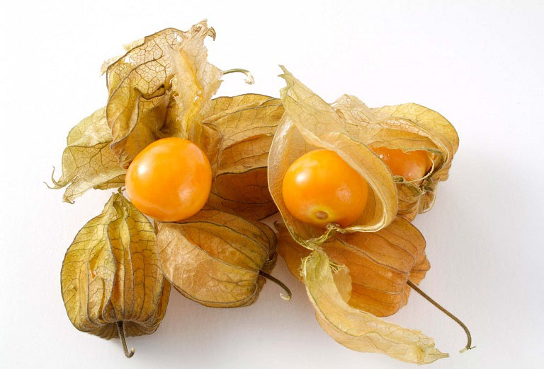 Cây Tầm Bóp khô 500g GT316