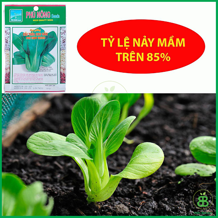 Hạt Giống Cải Thìa 20Gr Bẹ Lớn, Ngọt